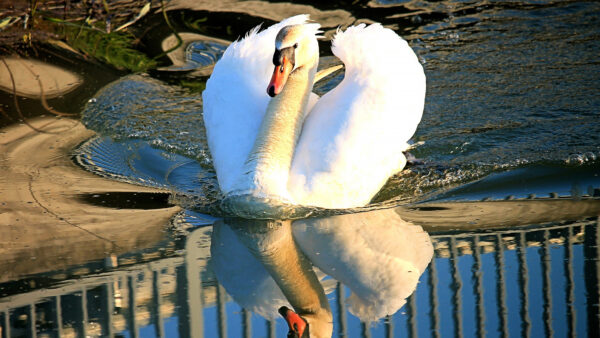 Wallpaper Reflection, With, Mobile, Beautiful, White, Water, Desktop, Animals, Body, Swan, Floating