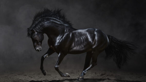 Wallpaper With, And, Background, Desktop, Black, Horse, Gray