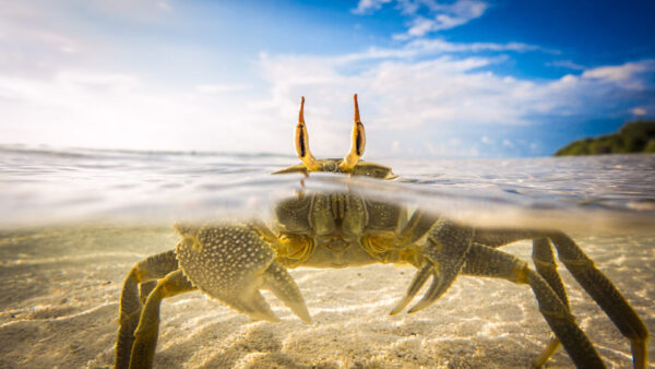 Wallpaper Water, Crab, Desktop, Clear, Animals