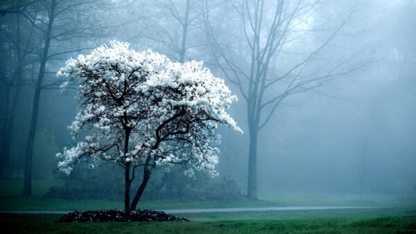 Wallpaper Covered, White, Nature, Flowers, Tree, Fog, Background, Forest