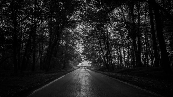 Wallpaper Forest, Dark, Trees, Mobile, Desktop, Green, Between, Road, Background