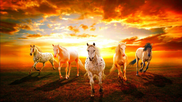 Wallpaper Sky, Horse, And, Horses, Background, With, Desktop, Sunset, Clouds