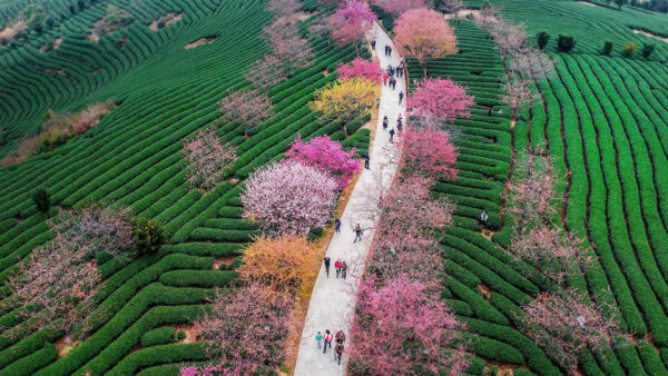 Wallpaper Beautiful, Path, Greenery, Slope, View, Between, Nature, Aerial