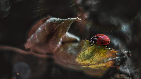 Wallpaper Desktop, Bug, Background, Lady, Mobile, Leaf, Bokeh, Blur, Animals, Dry