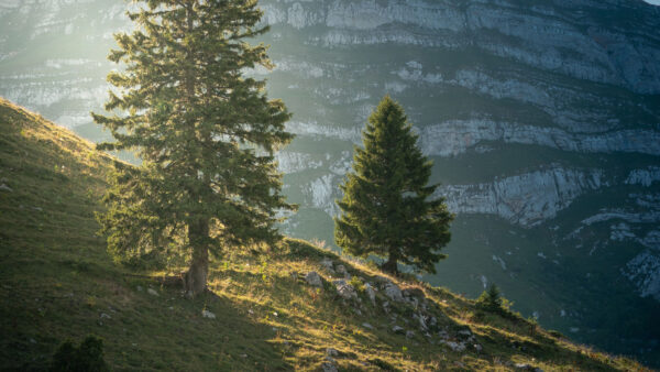 Wallpaper Grass, Green, Desktop, Trees, Mobile, Mountain, Nature, Stones, White, Slope