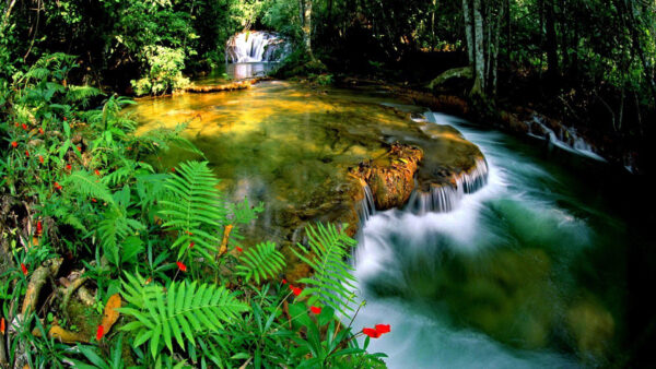 Wallpaper Rock, Waterfall, Trees, Surrounded, Green, Jungle, Stream