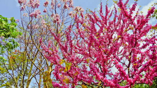 Wallpaper Blue, Tree, Sky, Branches, Pink, Flowers, Blossom, Spring, Mobile, Desktop, Under, Sakura