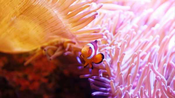 Wallpaper Desktop, Mobile, White, Swimming, Underwater, Near, Orange, Fish, Corals, Clown