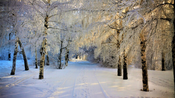 Wallpaper Forest, Desktop, Covered, Snow, Field, Sunlight, Winter, Mobile, With, Trees