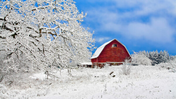 Wallpaper House, Cloudy, Sky, Under, Winter, Trees, Snow, Blue, Covered, Near, Desktop