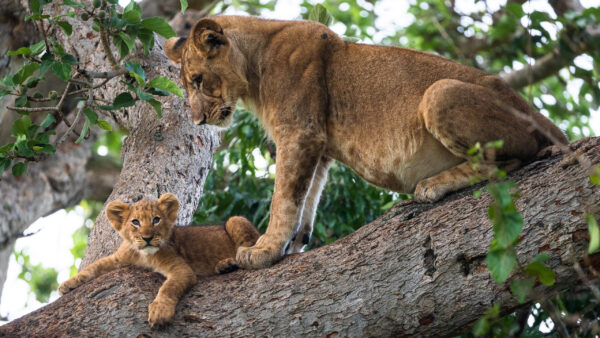 Wallpaper Sitting, Tree, Lion, Lions, Cub, Branch, Are