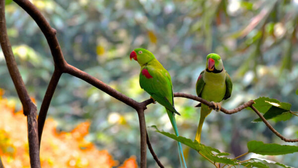 Wallpaper Background, Parrots, Green, Two, Beautiful, Branch, Are, Tree, Blur, Bokeh, Birds, Standing