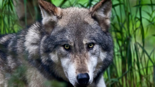 Wallpaper Animal, Animals, Wolf, Desktop