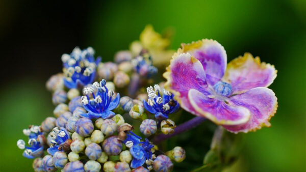 Wallpaper Flowers, Green, Blue, Petals, Desktop, Plant, Purple, Background