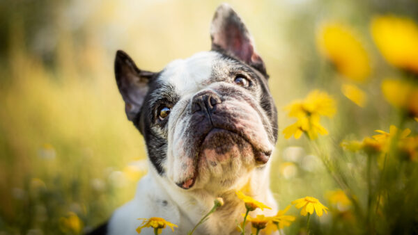 Wallpaper Bulldog, Dog, Blur, Flowers, Yellow, French, Background