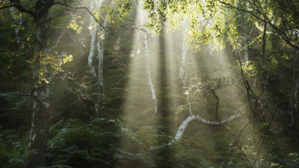 Wallpaper Forest, With, Birch, Sunbeam, Desktop, Nature