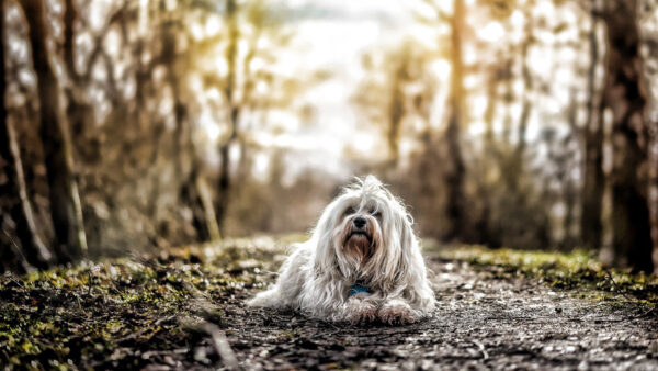 Wallpaper Dog, Road, Sitting, Bichon, Havana, Forest, Blur, Background