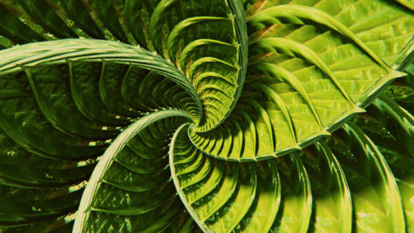 Wallpaper Stripes, Abstract, Twisting, Leaves, Desktop, Green