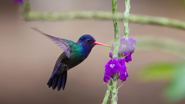 Wallpaper Beak, Hovering, Hummingbird, Red, Green, Sharp, Blue, Blur, Background, Birds, Flowers, Purple