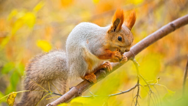 Wallpaper Bokeh, Brown, Fur, Background, Standing, Tree, Branch, Green, Squirrel, Orange, Blur