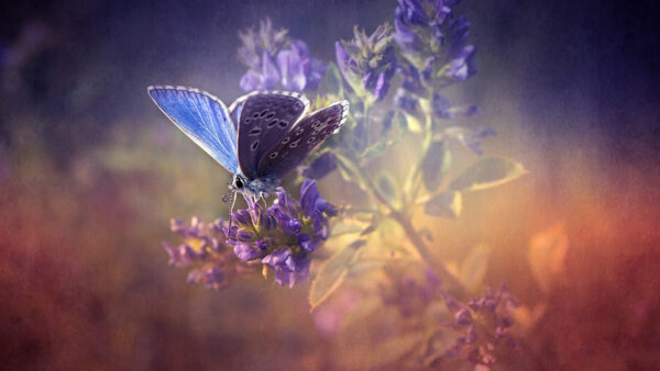Wallpaper Flowers, Purple, Dotted, Blue, Desktop, White, Butterfly, Color, Black