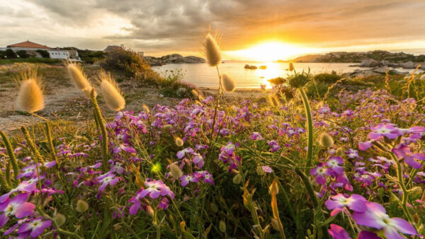 Wallpaper Sunrays, Purple, Background, Water, Field, Reflection, Flowers