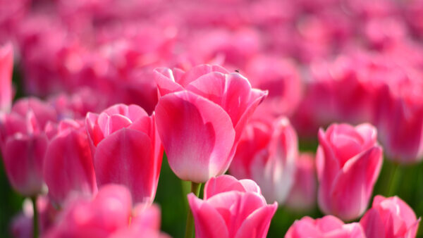 Wallpaper Blur, Pink, Closeup, Field, Flowers, Background, Tulip