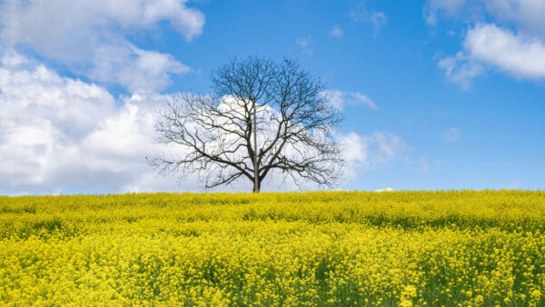 Wallpaper Clouds, Sky, Desktop, Blue, Landscape, Yellow, Branches, White, Tree, Background, Field, View, Flowers, Nature, Mobile