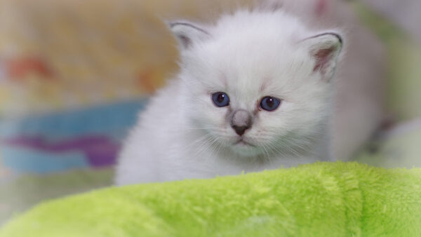 Wallpaper Green, White, Cat, Kitten, Cloth, Cute