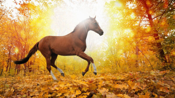 Wallpaper Sunrays, Horse, Leaves, Brown, Standing, Background, Yellow