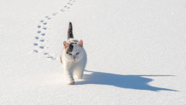 Wallpaper Reflection, Snow, White, Walking, Field, Cat, Black, With