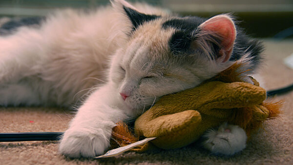 Wallpaper With, Sleeping, Desktop, Cat, Toy