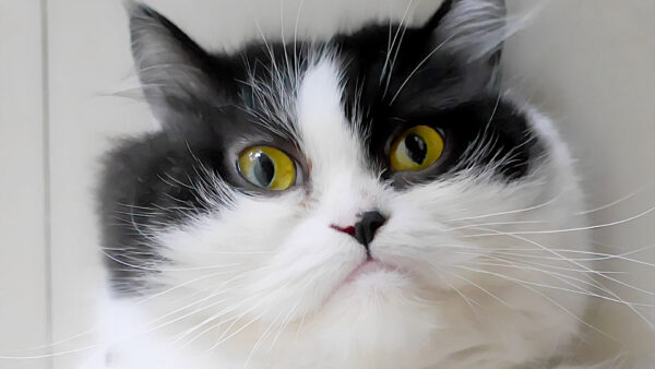 Wallpaper Stare, Eyes, Yellow, White, Desktop, Cat, Black, Look, With