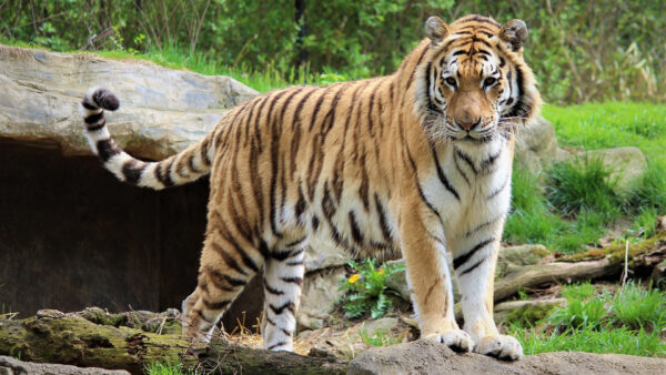 Wallpaper Tiger, Stone, Plants, Standing, Green, Grass, Background