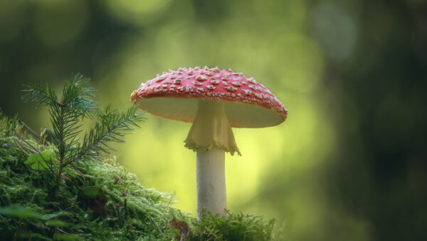 Wallpaper Red, Nature, Mushroom, Plant, Background, Green, Blur