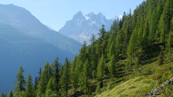 Wallpaper Desktop, Nature, With, Blue, Green, Background, Mobile, Mountains, Fog, Trees, Sky, Slope