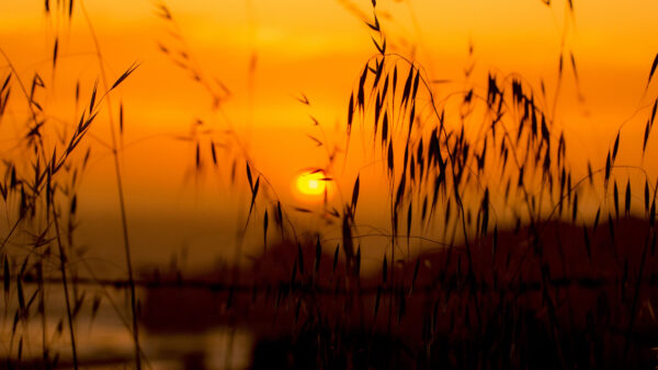 Wallpaper Background, Nature, Lake, Closeup, Grass, Sunrise, View, Near