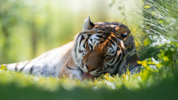 Wallpaper Green, Grass, Out, With, Tongue, Background, Tiger, Blur