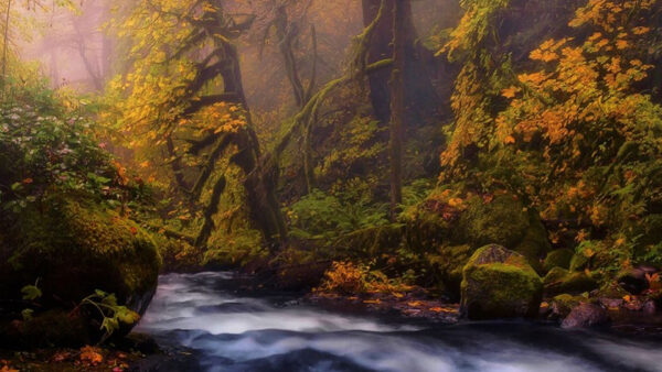 Wallpaper Stream, Covered, Forest, Nature, Yellow, Rocks, Water, River, Green, Algae, Sunbeam, Between, Leafed, Background, Autumn