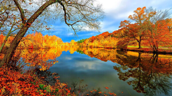 Wallpaper Colorful, Trees, White, River, Fall, Leafed, Autumn, Blue, Surrounded, Clouds, Sky, Under