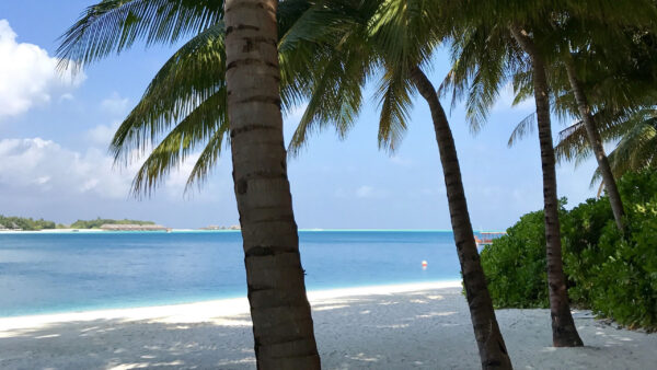 Wallpaper Trees, Palm, Ocean, Background, Beach, White, Beautiful, Sky, Blue, Nature, Sand