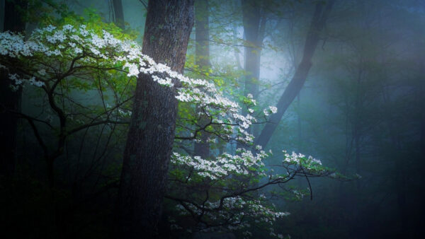 Wallpaper Foggy, Nature, Leaves, Forest, White, Plant, Green, Flowers