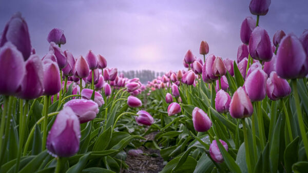 Wallpaper Flowers, Pink, Water, Leaves, Drops, With, Green, Tulip, Field