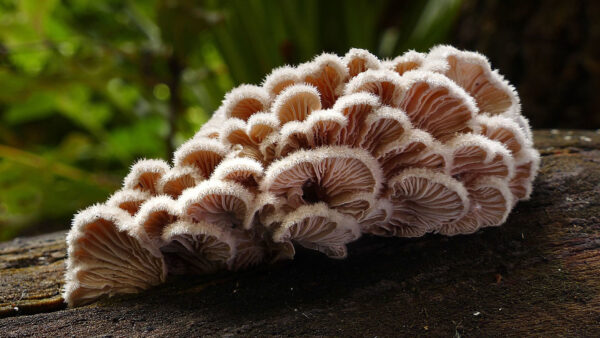 Wallpaper Blur, Mushroom, Green, Fungus, Tree, Trunk, Background, Mushrooms