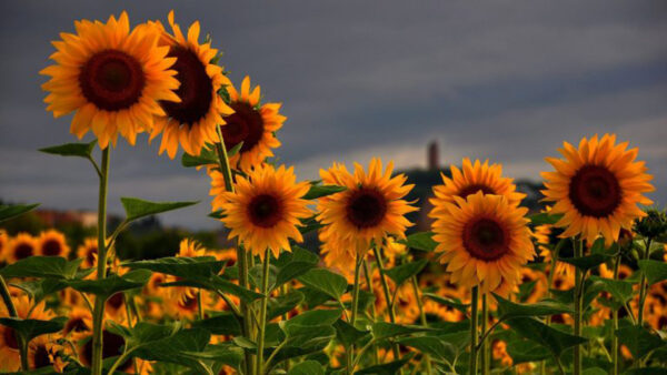 Wallpaper Closeup, Clouds, Black, Sunflower, Blue, Background, Sunflowers, Photo, Sky