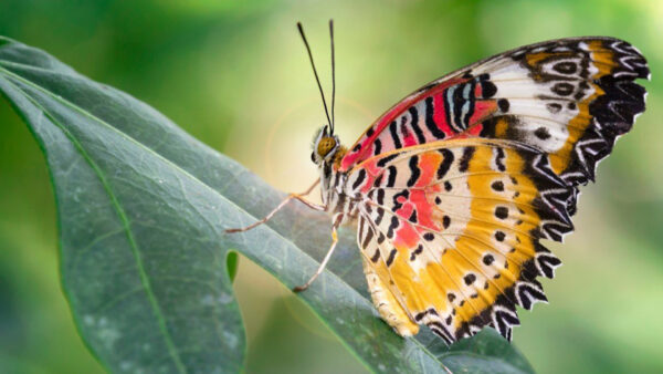 Wallpaper Yellow, Butterfly, Light, Green, Design, White, Background, Black, Red, Leaf, Blur