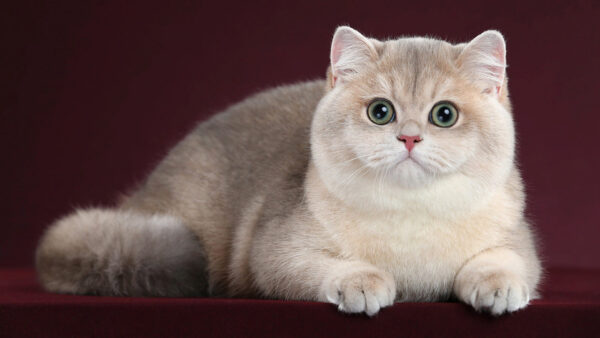 Wallpaper White, Stare, Cat, Maroon, With, Sitting, Grey, Look, Background, Color