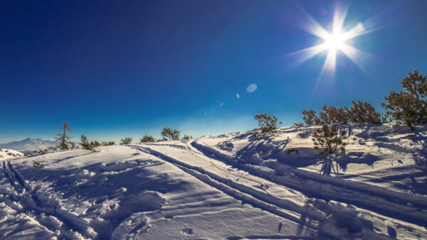 Wallpaper Trees, Field, Winter, Snow, Under, Green, Sunlight, Daytime, Blue, Sky, During