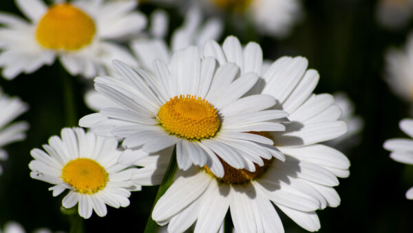 Wallpaper Desktop, Background, View, Flowers, Closeup, Mobile, Dark, Blur, Chamomile, White, Petals