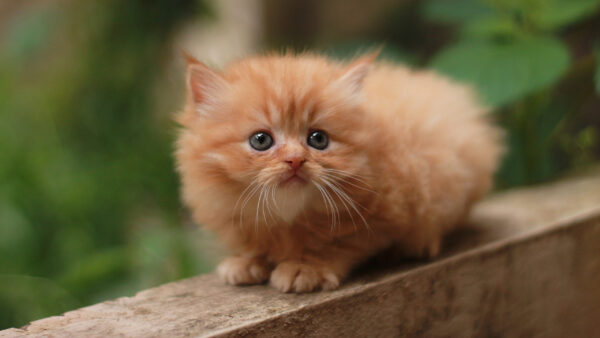 Wallpaper Kitten, Sitting, Fur, Light, Brown, Blur, With, Cat, Look, WALL, Background, Stare